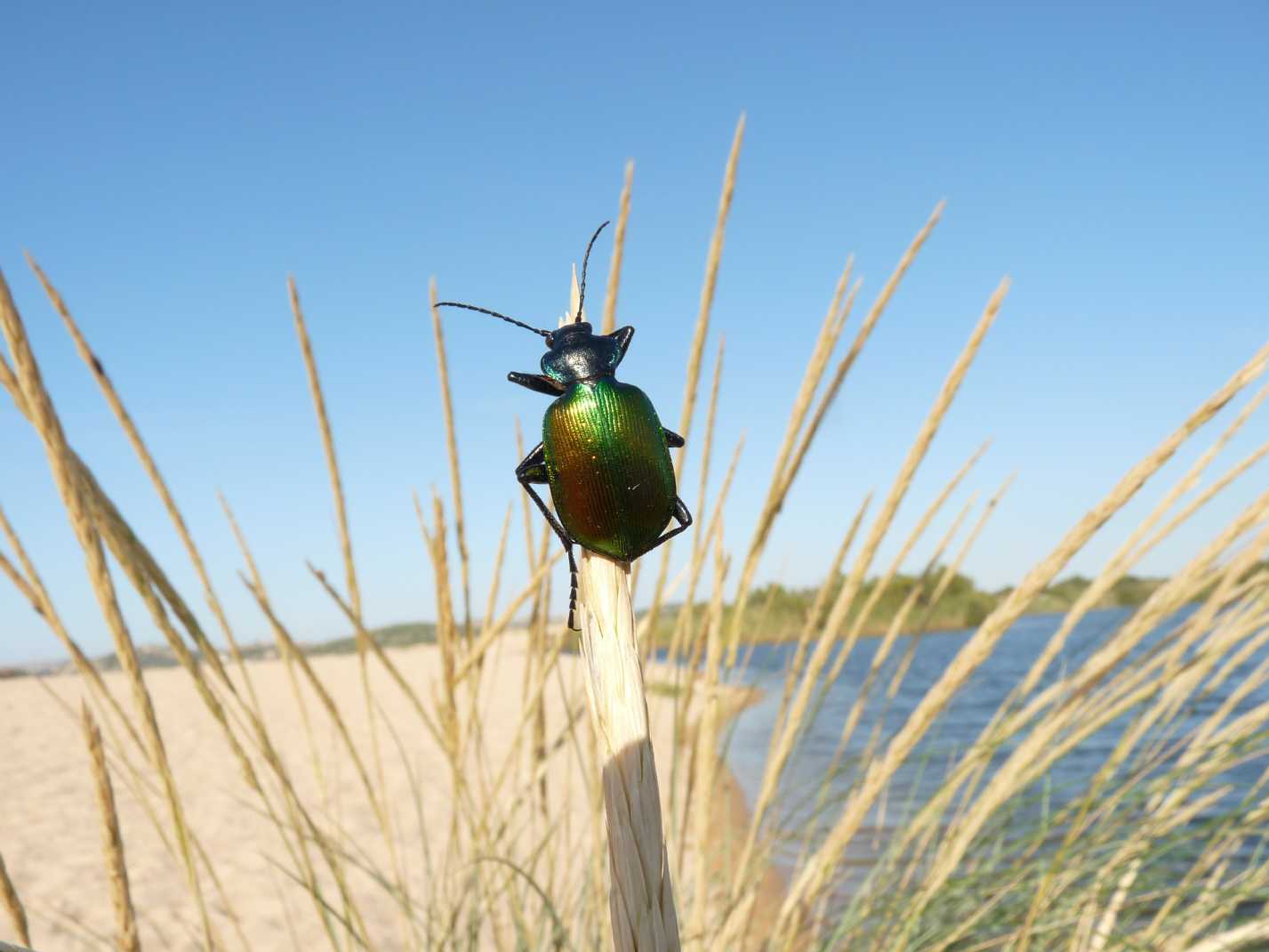 Calosoma sulla spiaggia